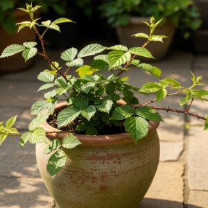 Black berry Plant for sale