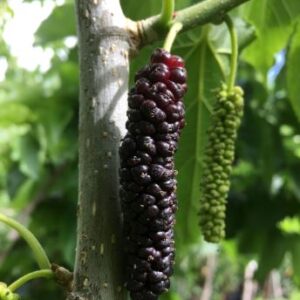 Pakistan Mulberry Plant