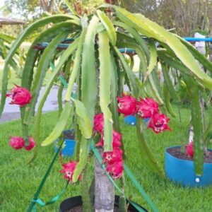 dragon fruit plant