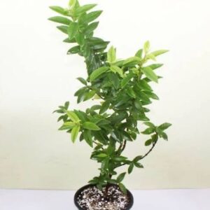 guava plant