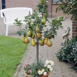 pear plant